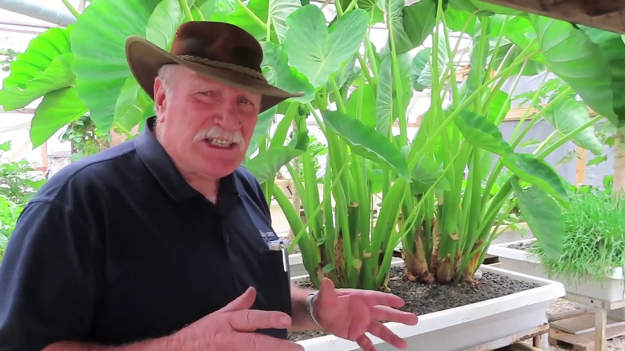 Murrays Greenhouse Aquaponics Tour