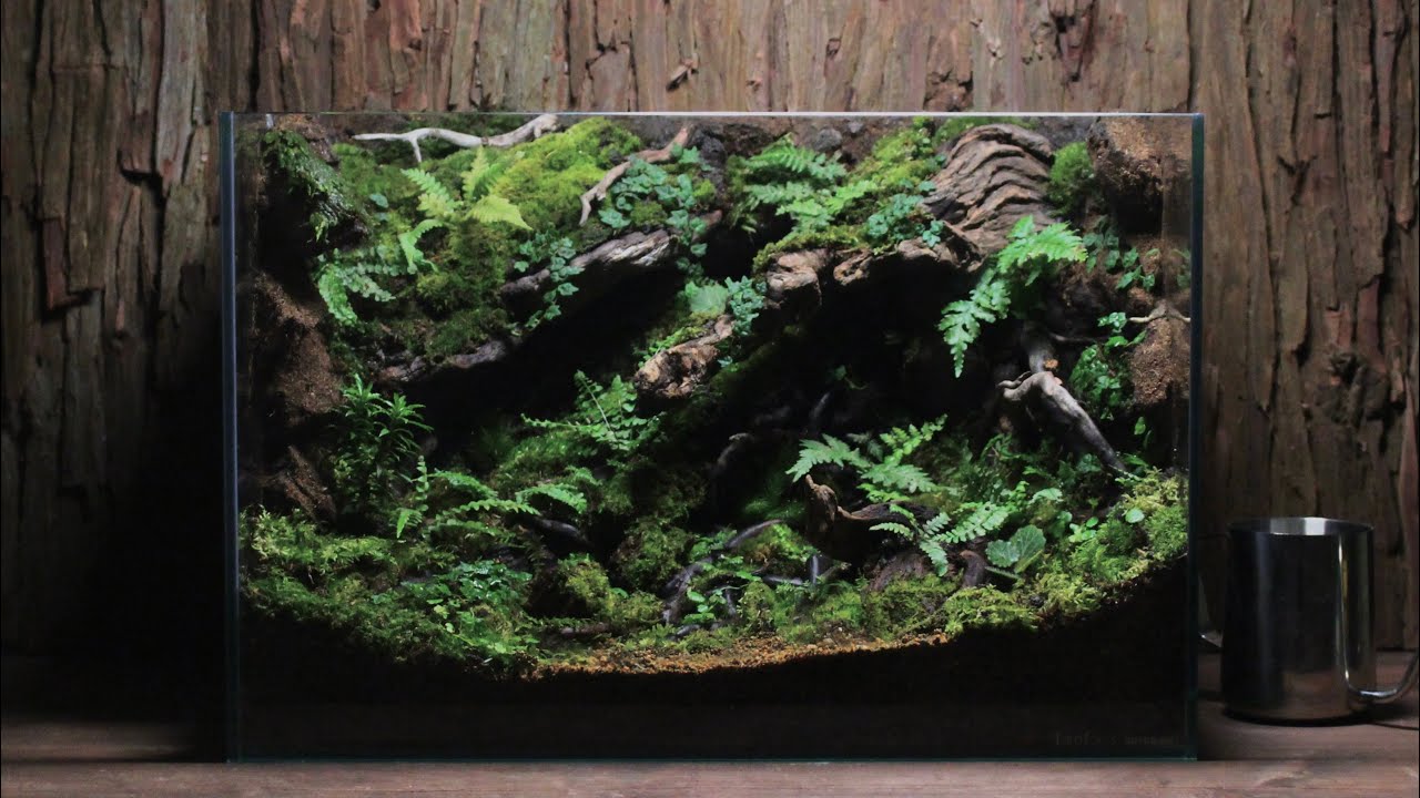 苔とシダで覆われた林床を作る【45×30×30cm Paludarium】