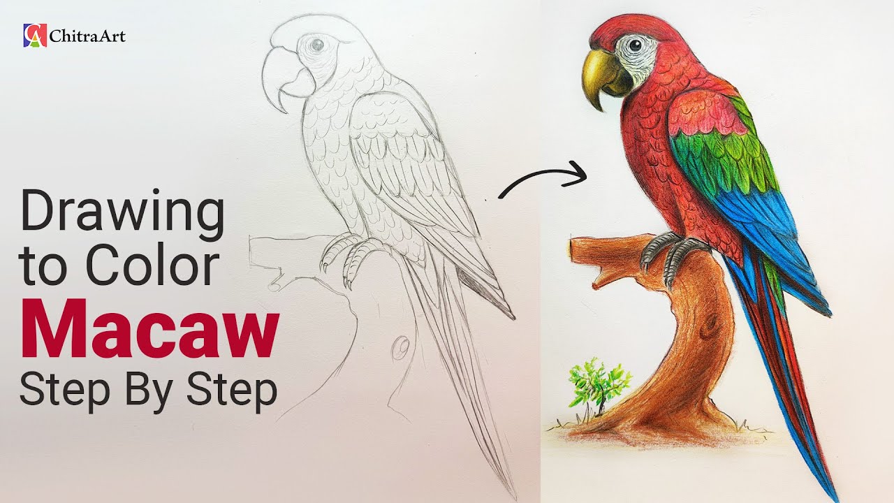 Scarlet Macaw Drawing To Color Pencil Very Easy Step By Step for Beginners | How To Draw Parrot Bird
