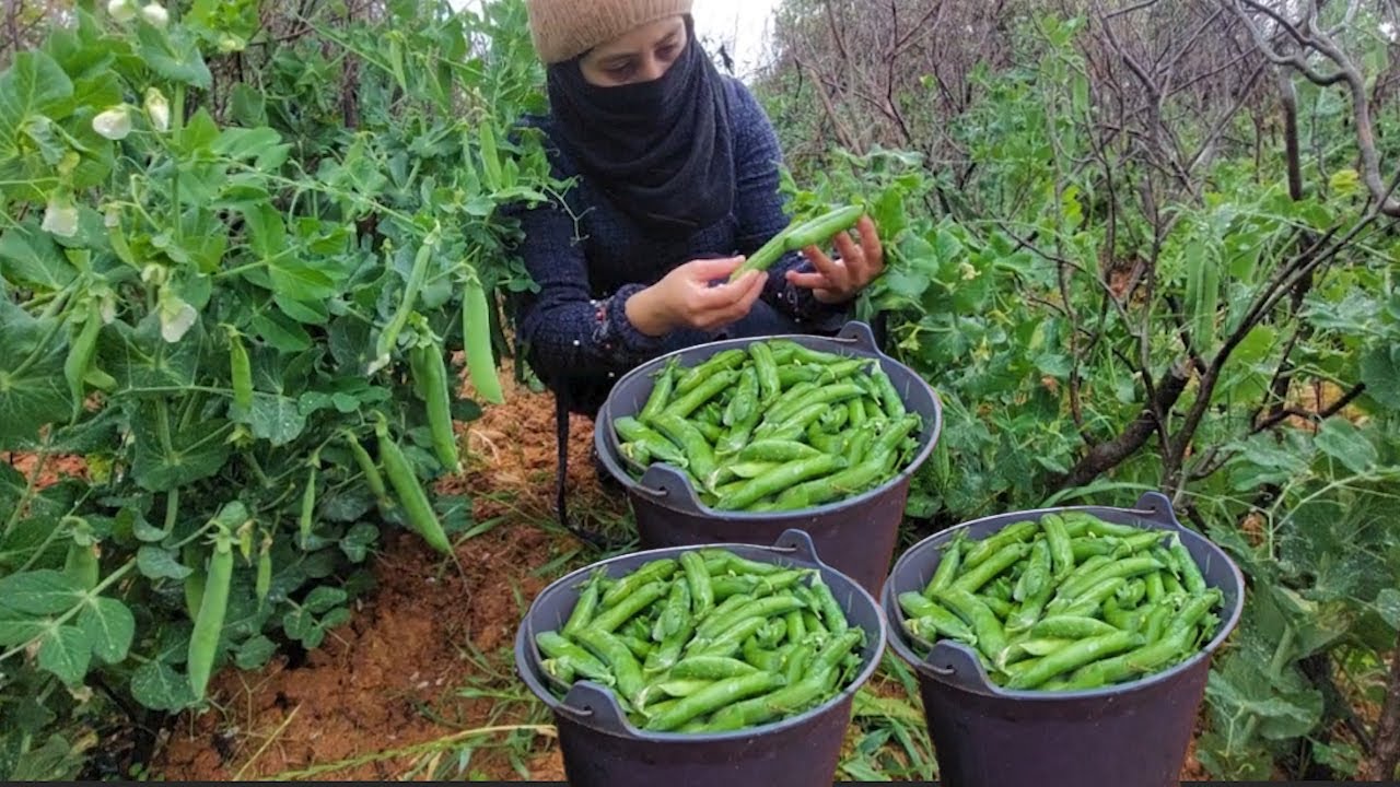 ميرزاد تقطف البازلاء في جو ممطر جدا  😍😍حياة الريف في الجزائر