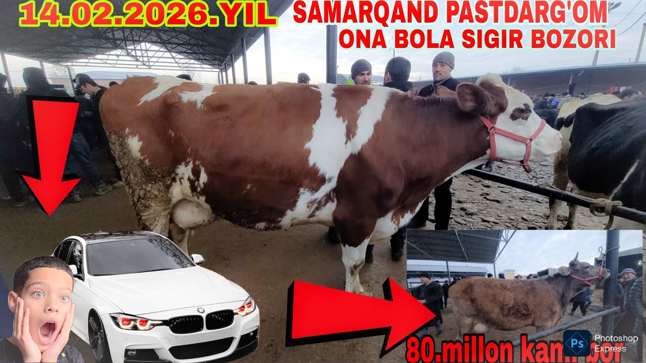 14.02.2026.YIL SAMARQAND JUMA MOL ONA BOLA SIGIR BOZORI TEZ KURIG ILHOM UZ