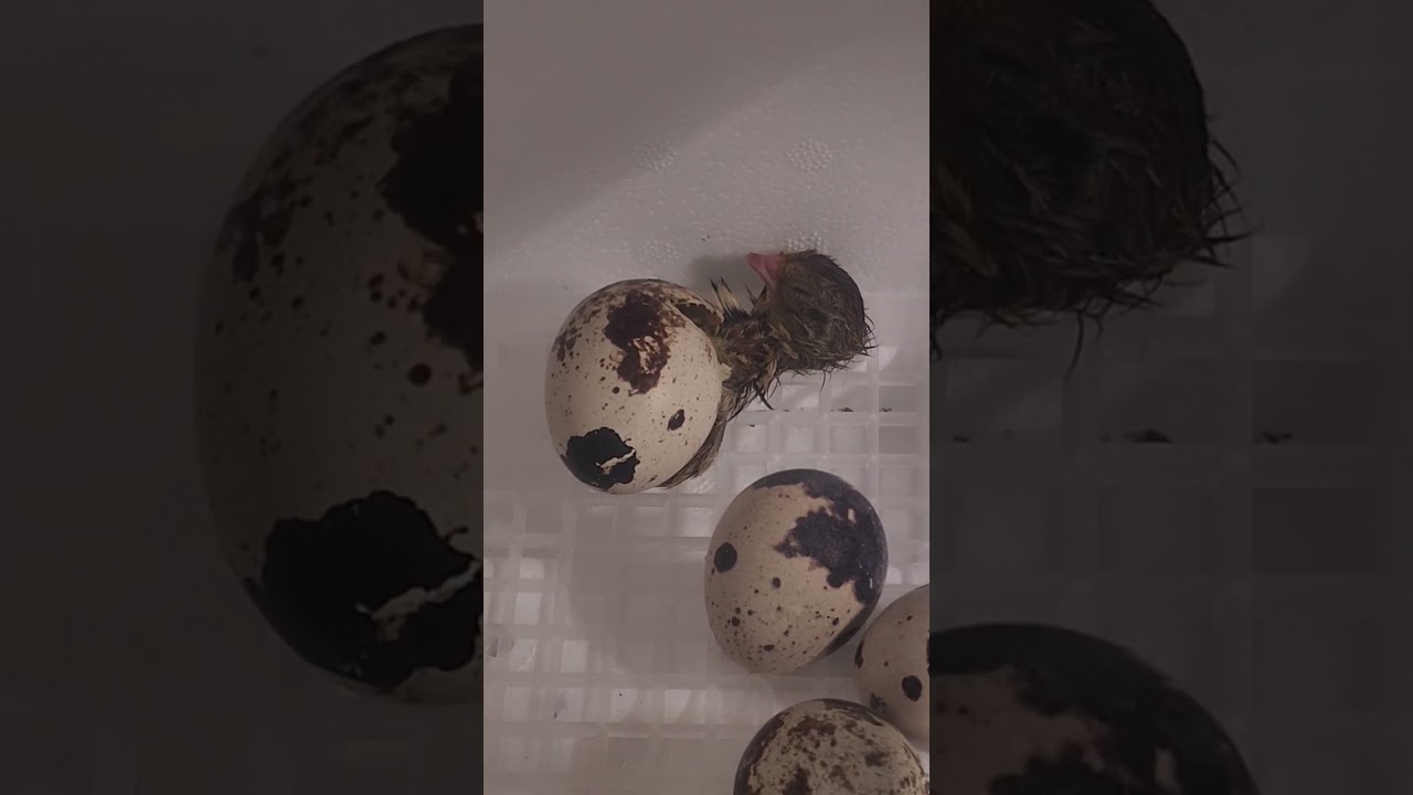 Happy Birthday!! My very first quail hatching!! #hyggemyhomestead #homestead.hygge