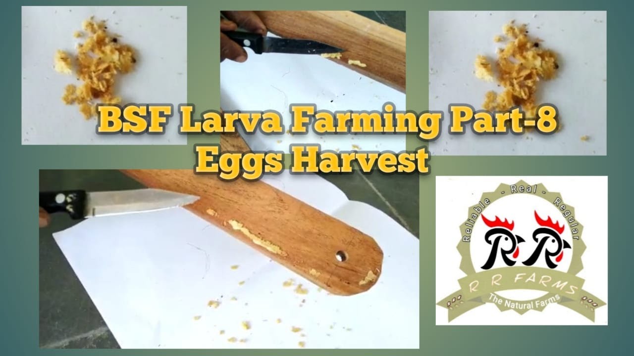 BSF Larva Farming Part-8