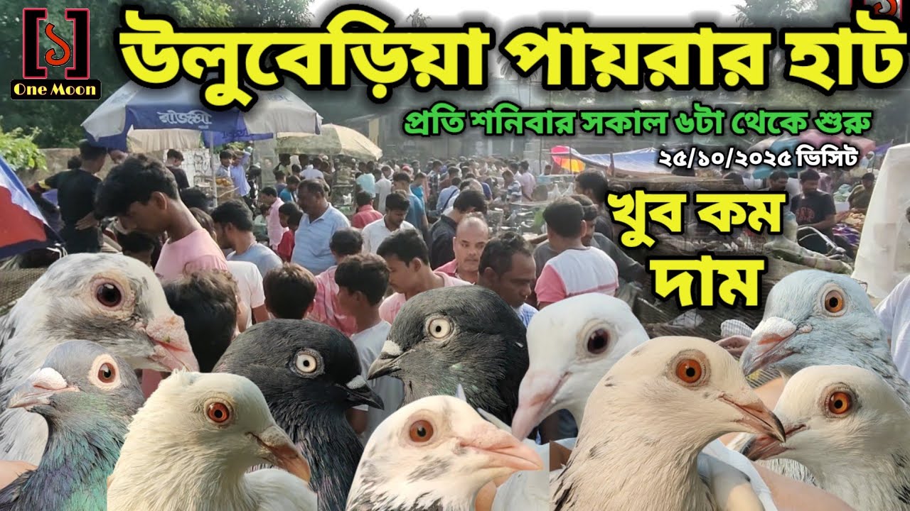 Uluberia Pet Market | Current Exotic Pigeon Price Update at Uluberia 25/10/2025 Visit @OneMoon1 