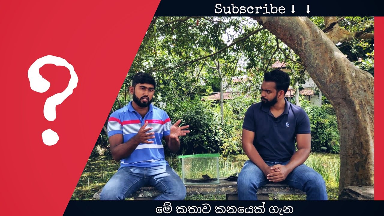 පරඩැල් කනයා | Channa Kelaartii - Yalu Malu