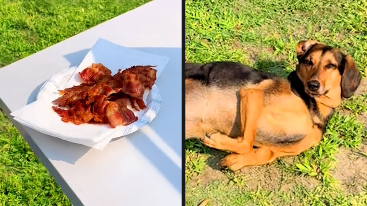 He'd Do Anything For Bacon