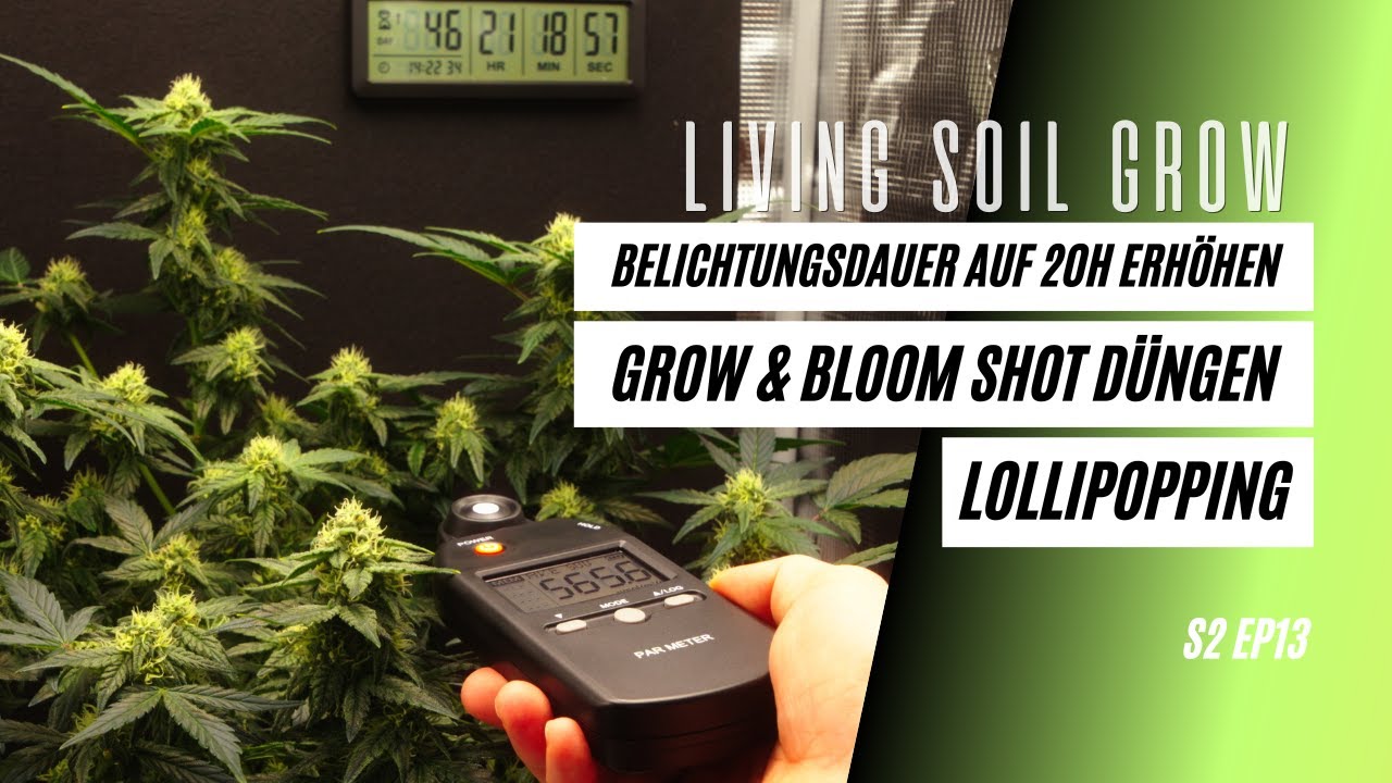 Belichtungsdauer bei Automatics erh&ouml;hen. Ist 20H Licht besser? Bloom & Grow Shot f&uuml;r die Living Soil