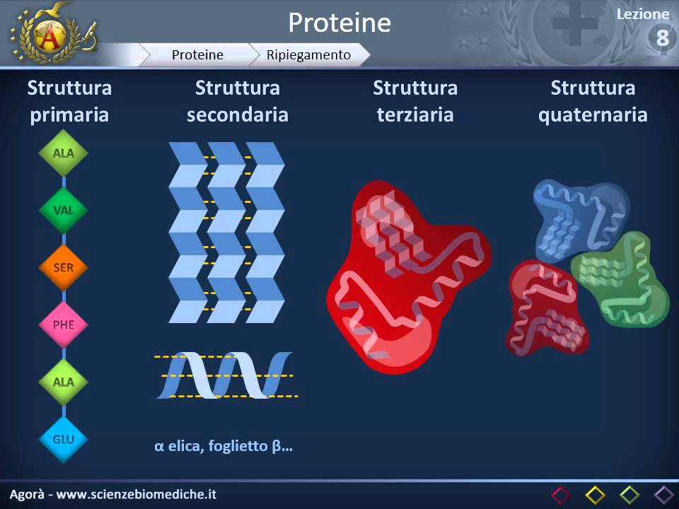 Citologia 08 - Proteine