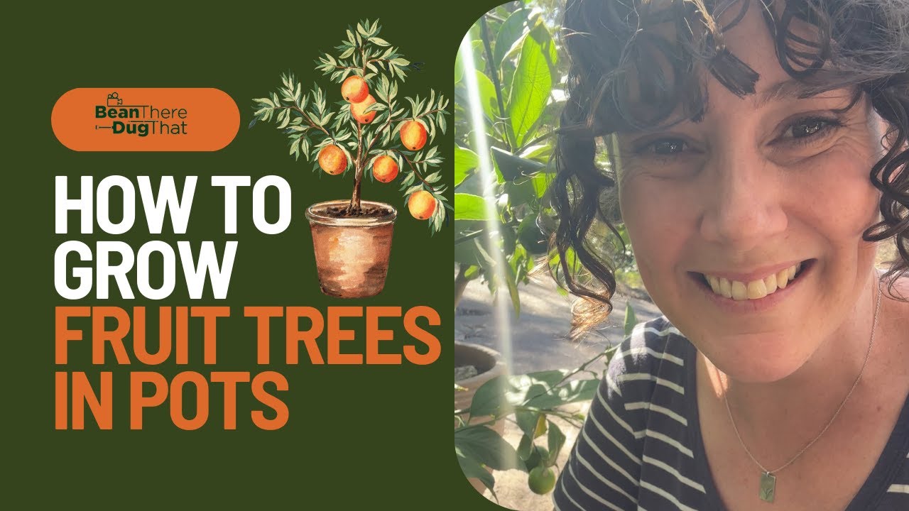 Top tips for growing fruit trees in pots
