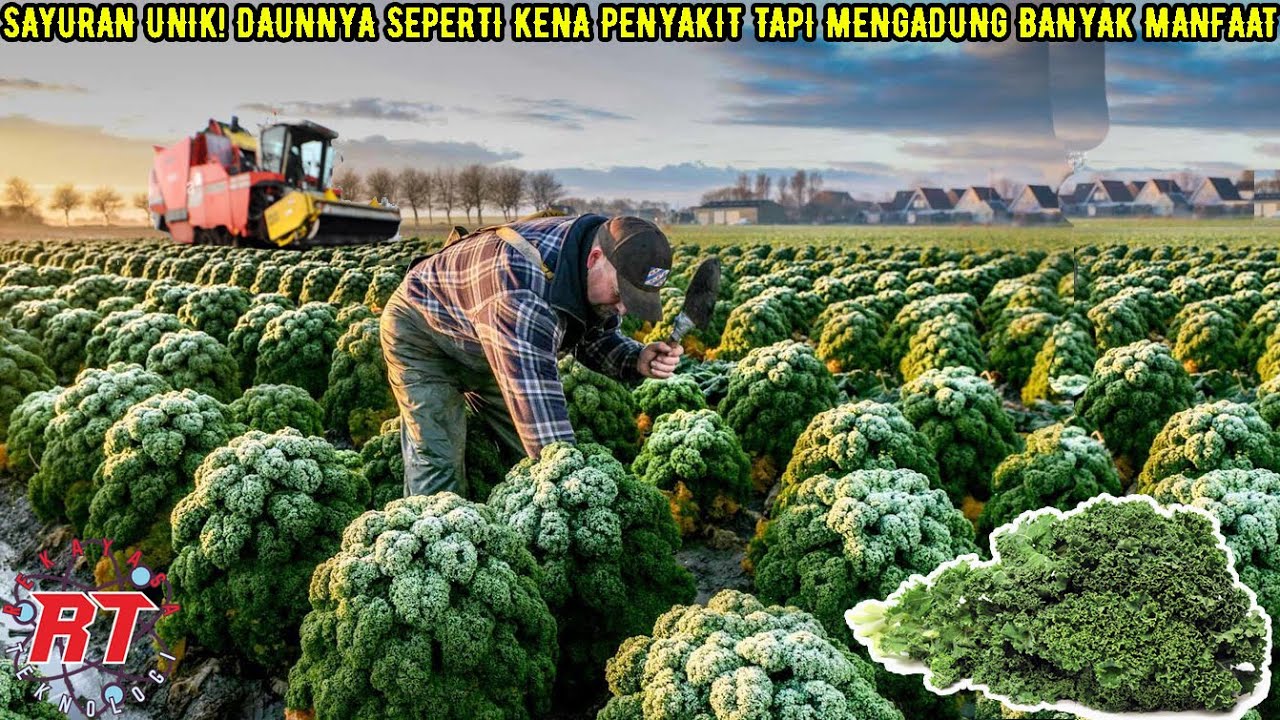 MUNGKIN KALIAN BARU TAHU SAYURAN INI | PERTANIAN KALE MODERN DI BELANDA