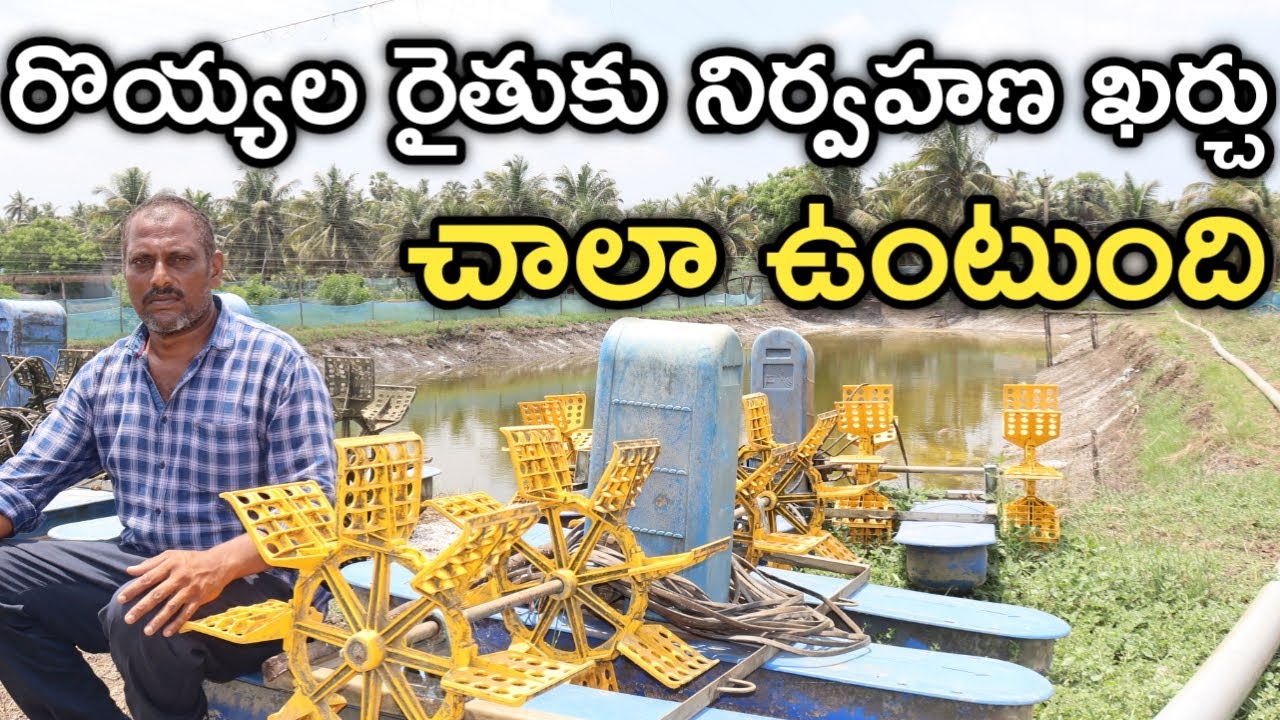 రొయ్యల సాగులో మెయింటెయినెన్స్ చాలా ఉంటుంది : అప్పలరాజు వర్మ | రైతు బడి