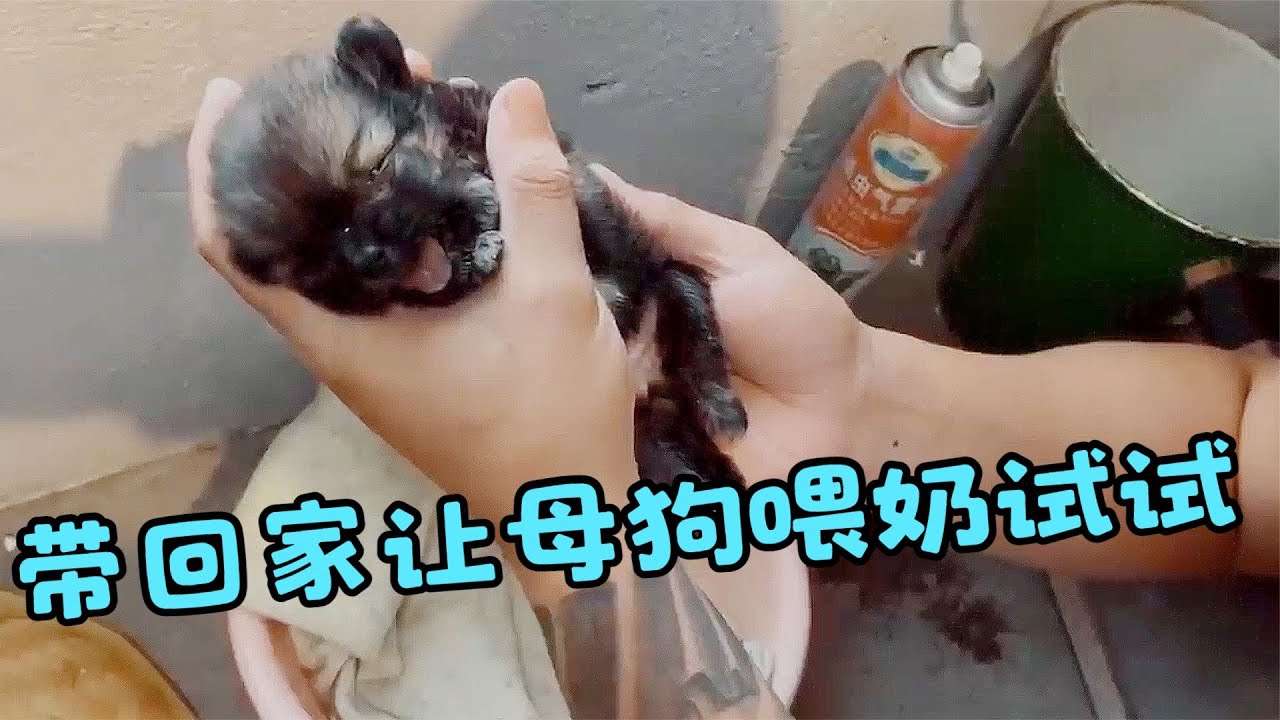 釣魚路上獲贈一隻小奶狗，趕緊帶回讓家裡母狗餵餵看能不能活下來，沒想到結局竟是這樣.....【#狗狗 #小奶狗 #救助 #善待動物 #救助流浪狗 #暖心 #溫暖 #生命 #真實故事 #動物 #寵物】