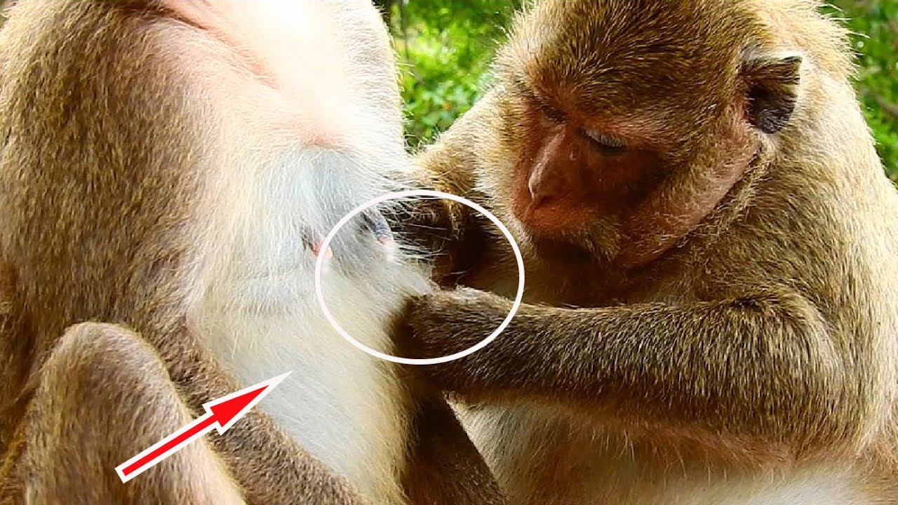 Great !! Big Leyla Monkey Wildlife Come To Offering Groom For Young Mom Amara Monkey