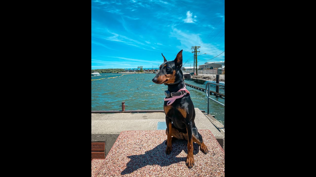 Exie - 11 Month Old German Pinscher - 2 Week Board and Train - Before/After Video