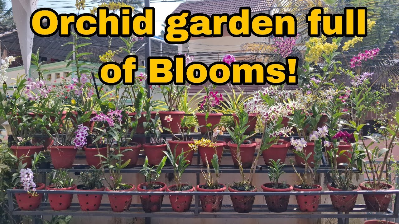 A Garden Full of Flowers 🌸 | Complete Orchid Care, Blooms & Growing Tips (Detailed Guide) #orchid 