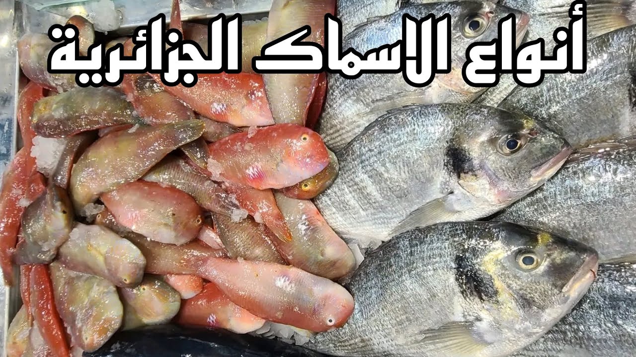 Types of fish in Algeria تعرف على أنواع الاسماك في السوق الجزائري