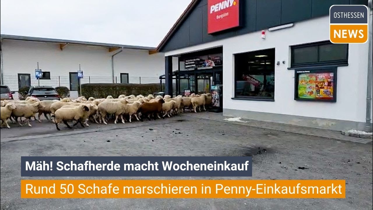 BURGSINN: M&auml;h! Kuriose Szenen: Rund 50 Schafe marschieren in Penny-Einkaufsmarkt