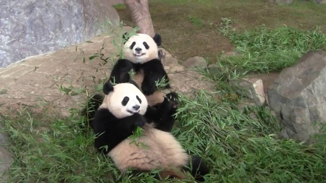 #4-49 Sep 2016 Ouhin and Touhin at Adventure world, Japan