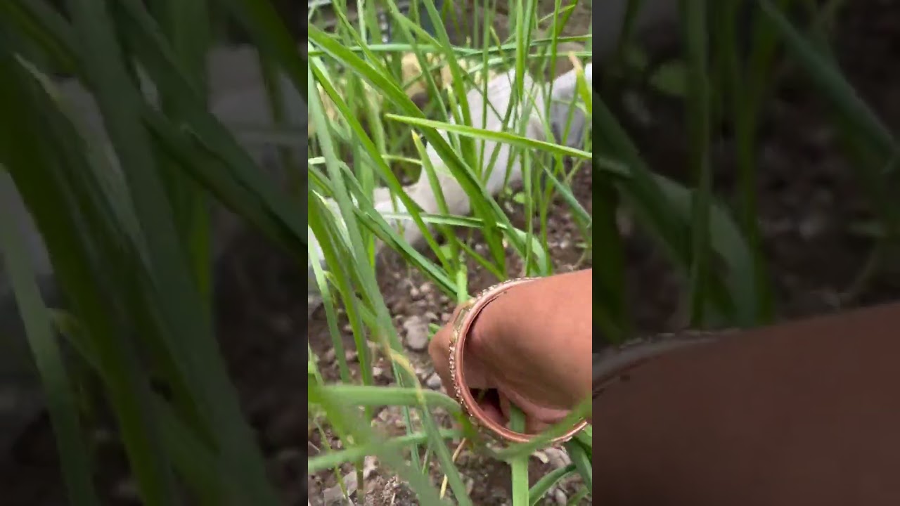 #Garlic leaves harvesting#organic leaves