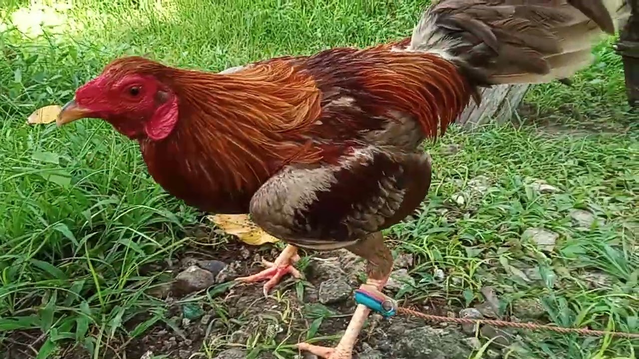 MGA ALAGANG MANOK sa likod ng bahay dito sa Probinsya 