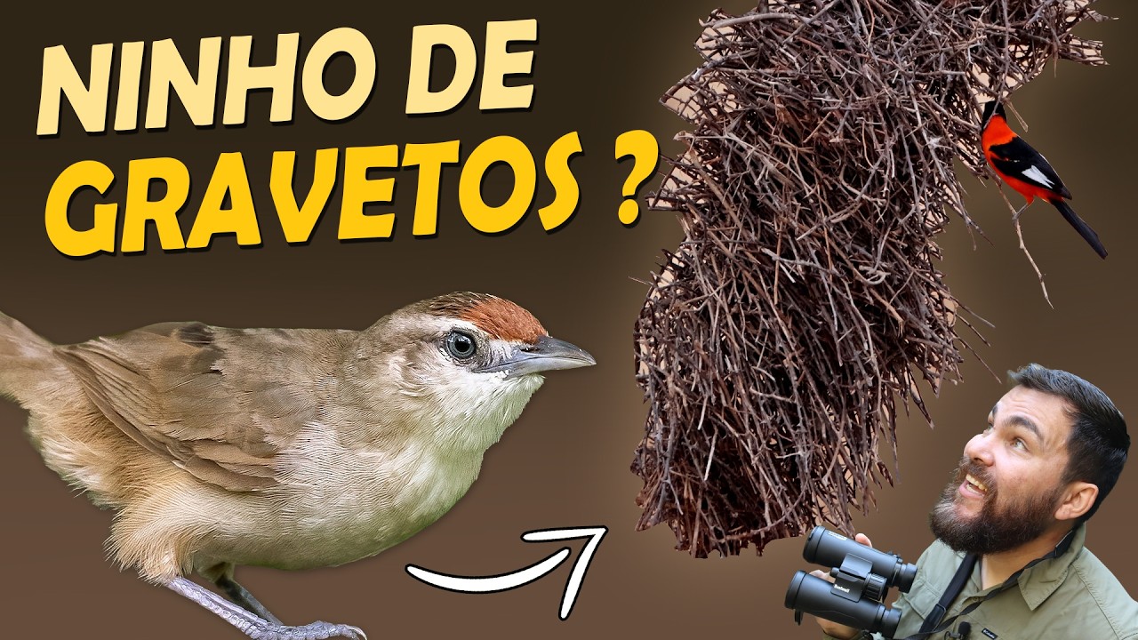 Passarinhando pelo Brasil: Do Pompeu aos Ninhos de Graveto | COMPILADO