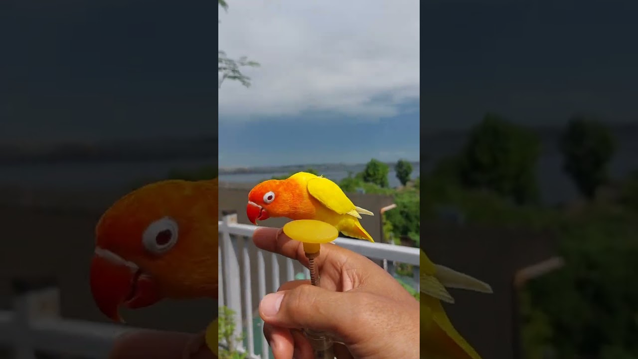 SI "S" BAGONG MEMBER NG ALPHABIRDS
