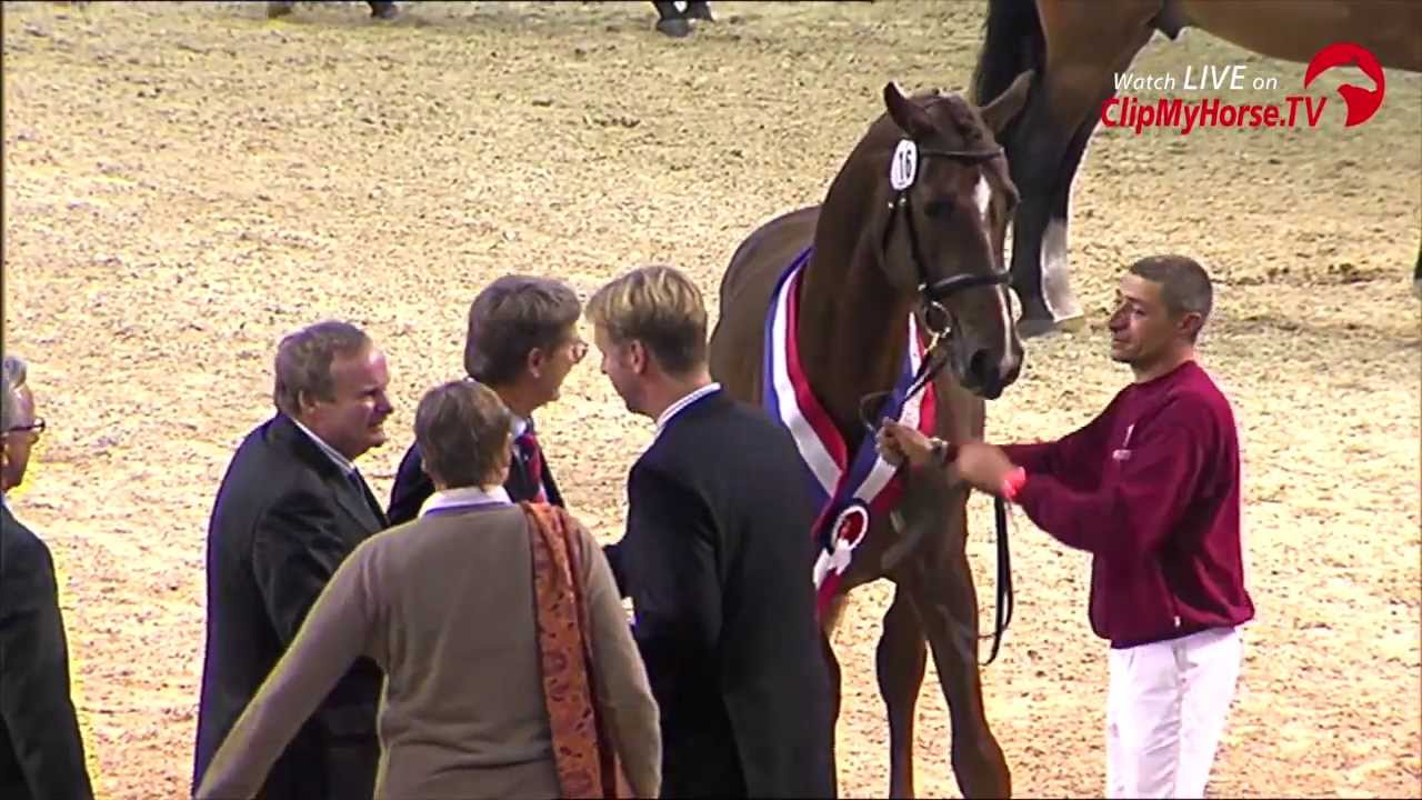 Siegerhengst Holsteiner K&ouml;rung | Impressionen | 2013