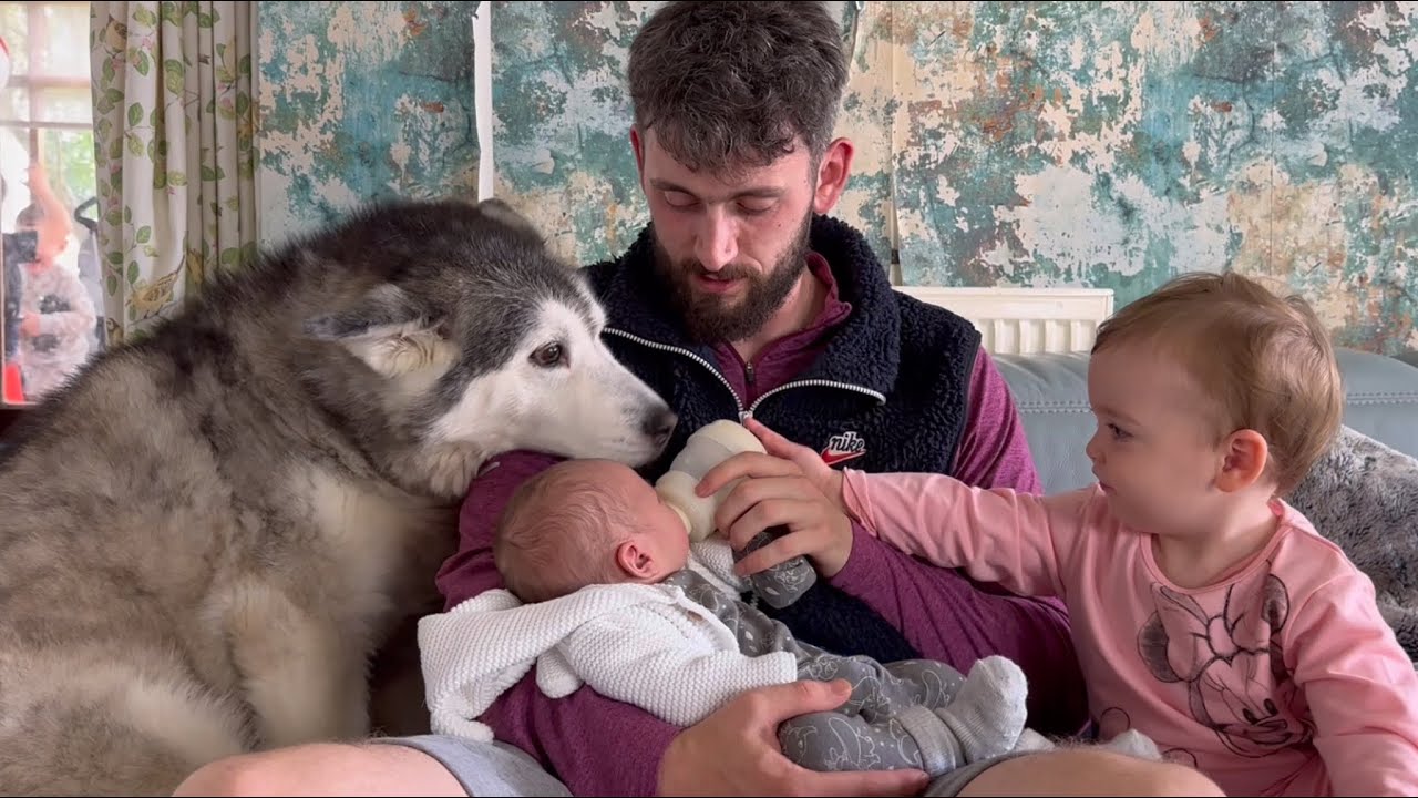 Husky Meets New Family Baby & Falls In Love!😭💖. [CUTEST REACTION!!]