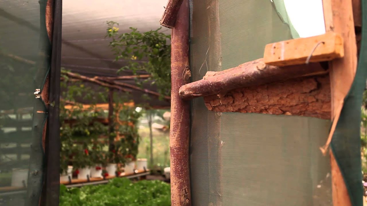 Agricultura hidrop&oacute;nica: C&oacute;mo cultivar plantas sin suelo en &Aacute;frica