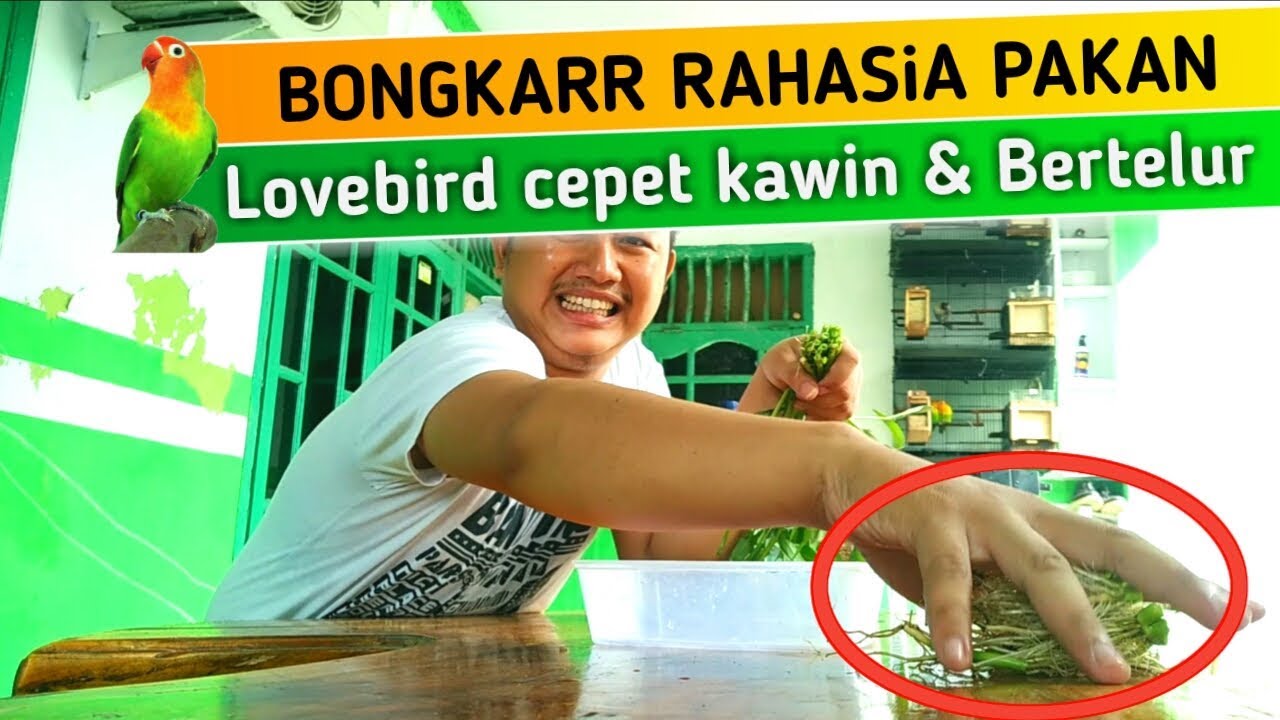 iniLah Pakan Lovebird Agar Cepat Kawin dan Bertelur