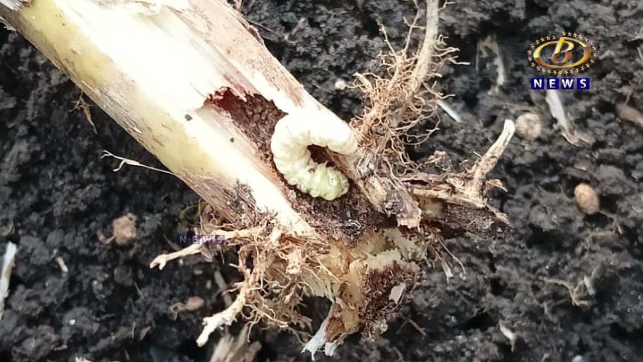 कागल तालुक्यातील आणूर इथल्या अजित दानवाडे यांच्या ऊसावर जिल्हयात पहिल्यांदाच खोड किडिचा प्रादुर्भाव