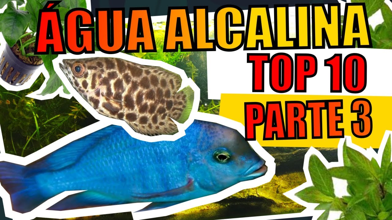 🔴TOP 10: PEIXES DE ÁGUA ALCALINA ( PARTE 3 ) |Mr. Betta|