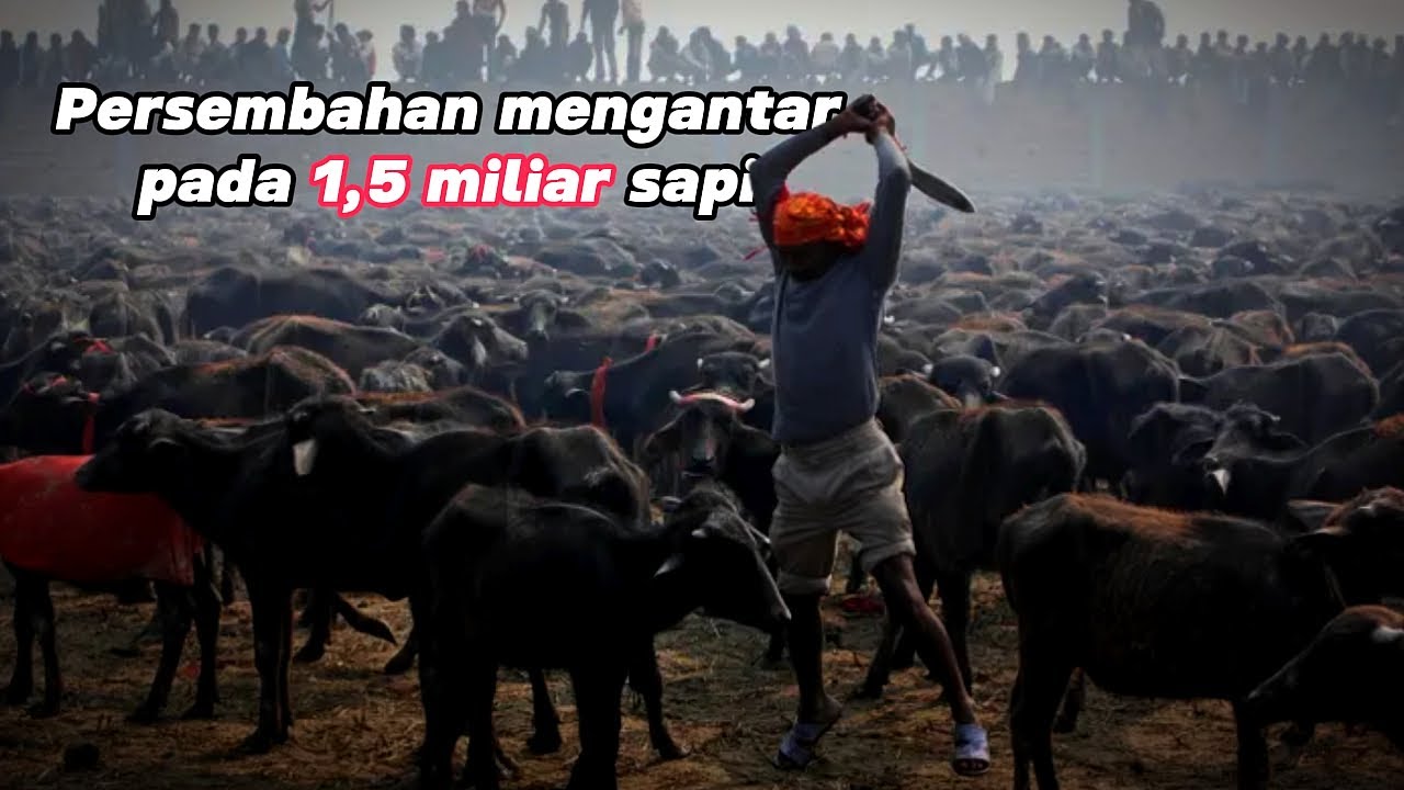 Kenapa manusia terobsesi beternak 1,5 miliar sapi? #munandartv