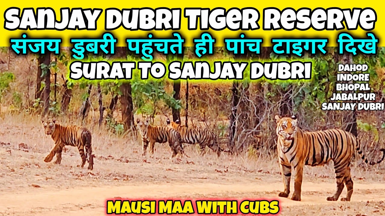 Sanjay Dubri Tiger Reserve | संजय डुबरी पहुंचते ही पांच टाइगर दिखे #wildlife