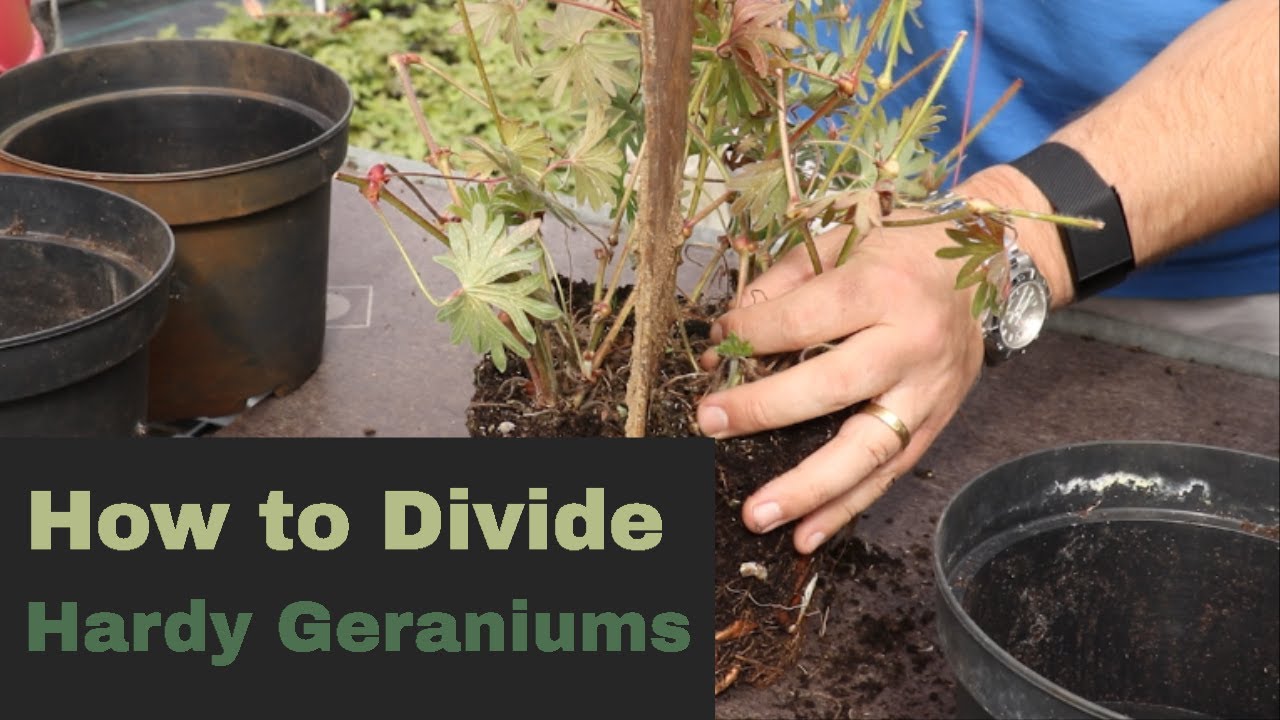 EP176 - How to divide hardy geranium plants