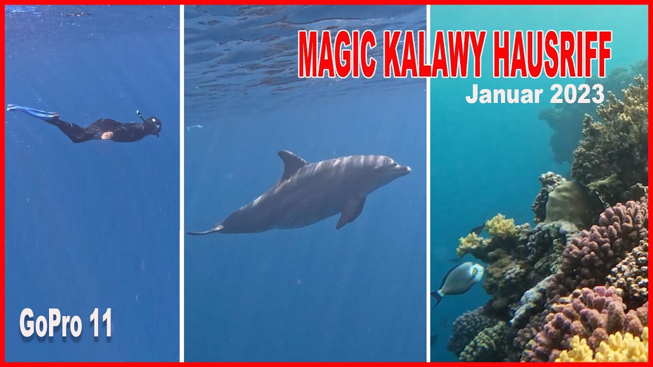 Tui Magic Kalawy Hausriff Januar 2023 Ägypten