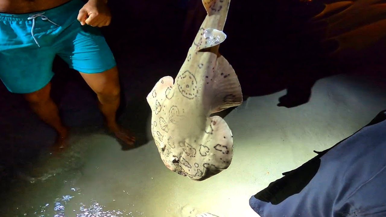 Getting Electrocuted by an Electric Ray