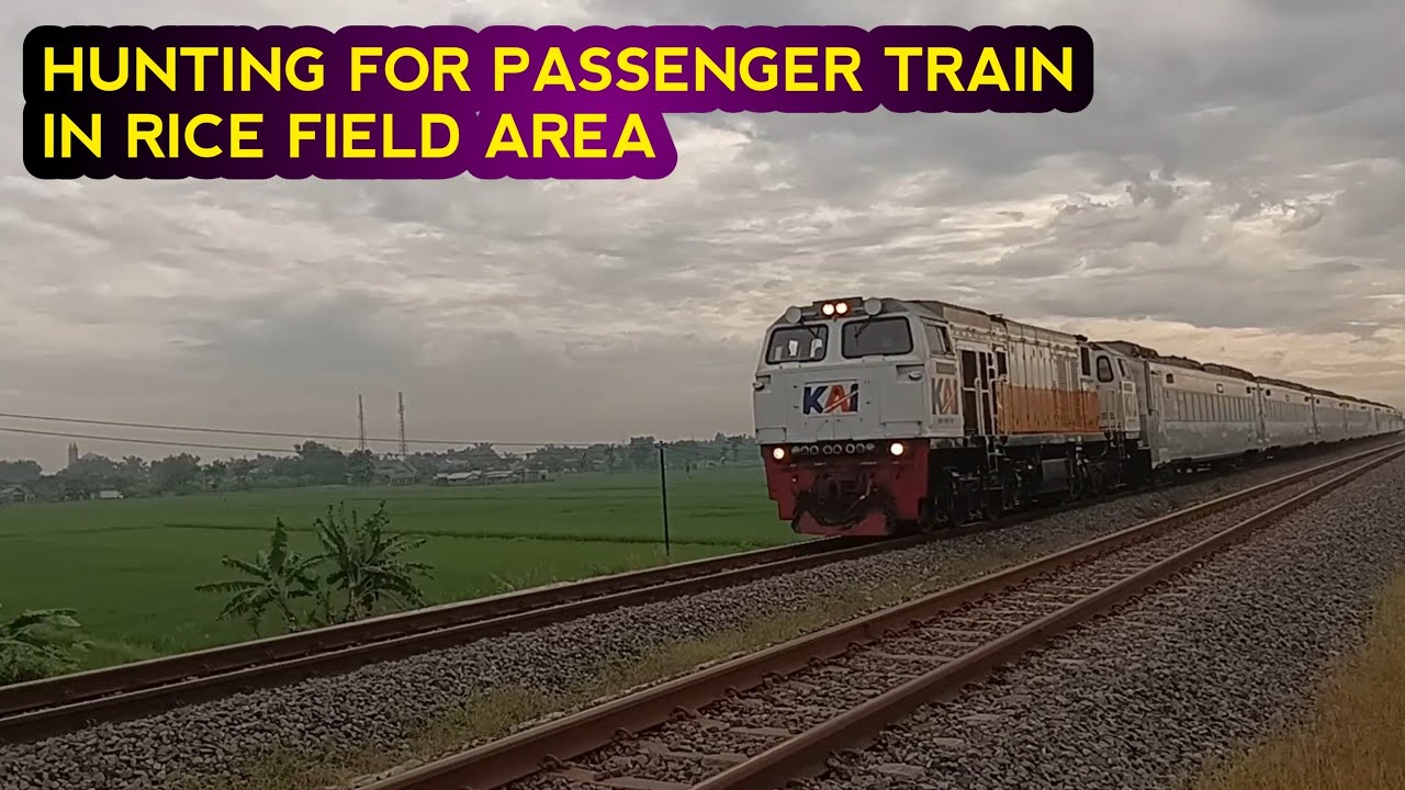 HUNTING FOR PASSENGER TRAIN IN RICE FIELD AREA