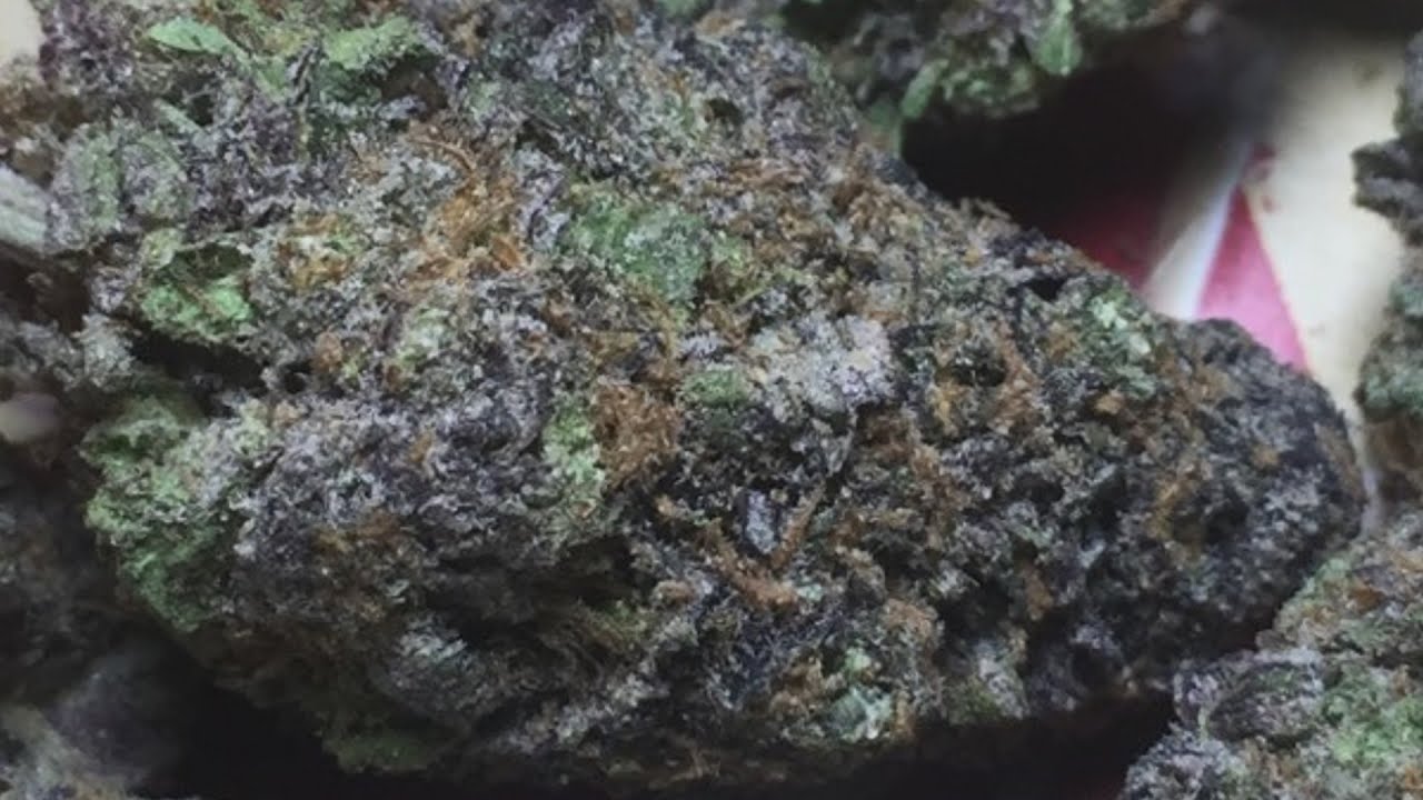 GRANDDADDY PURPLE STRAIN REVIEW!