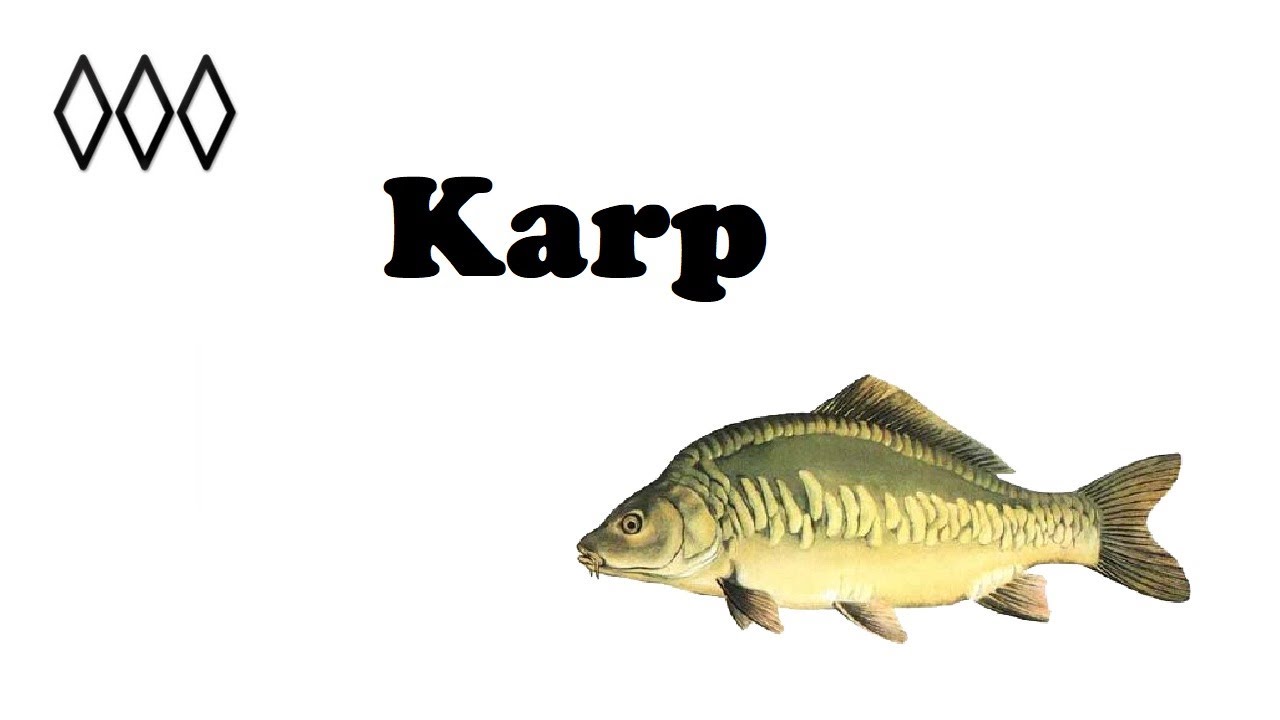 Karp