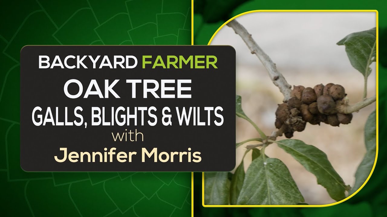 Oak Tree Problems Explained: Common Diseases, Pests & How to Fix Them