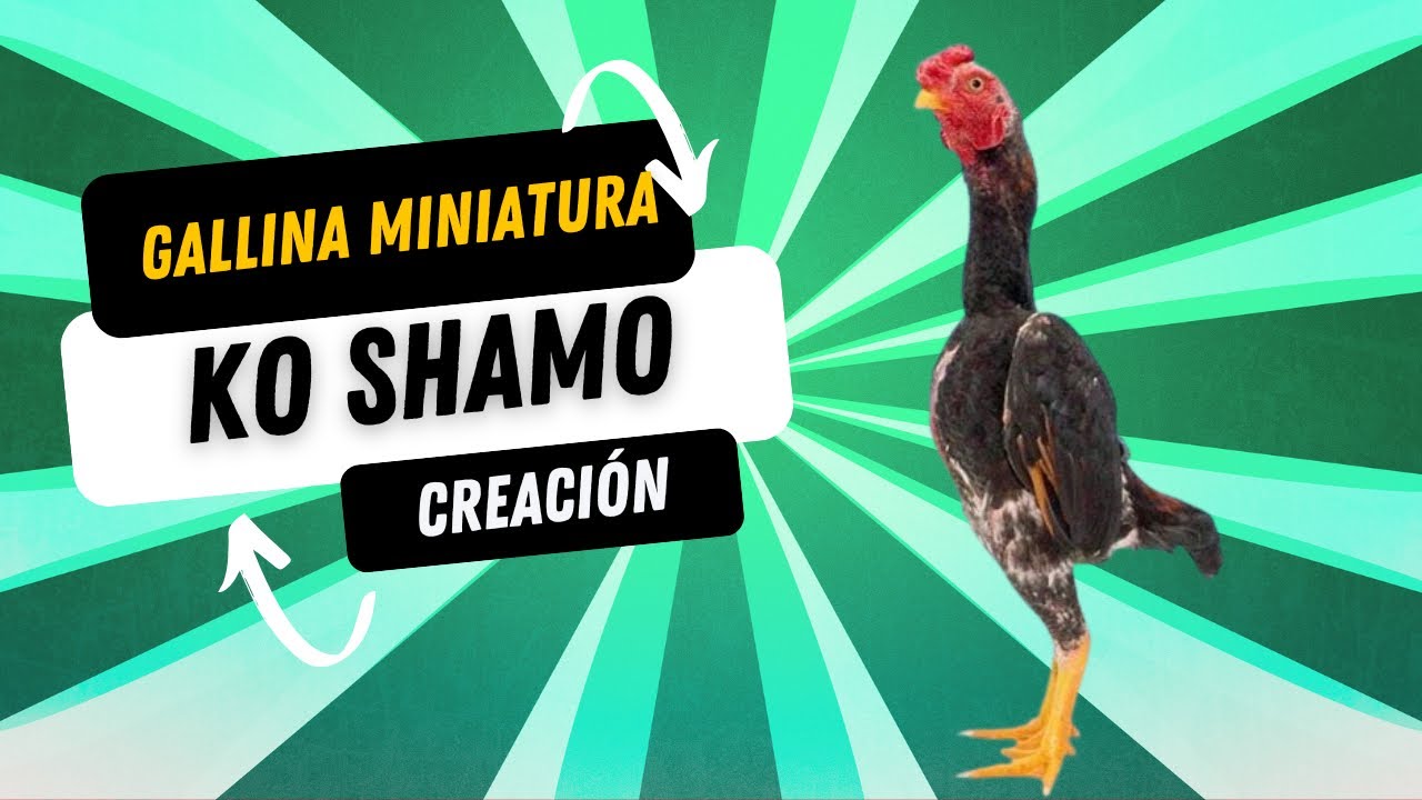 Ko Shamo Japonés – El Pequeño Gladiador de la Avicultura Ornamental