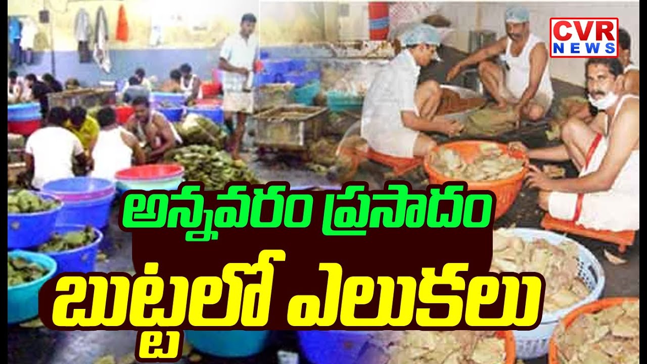 అన్నవరం ప్రసాదం బుట్టలో ఎలుకలు | Rats in Annavaram Prasadam Basket | CVR News