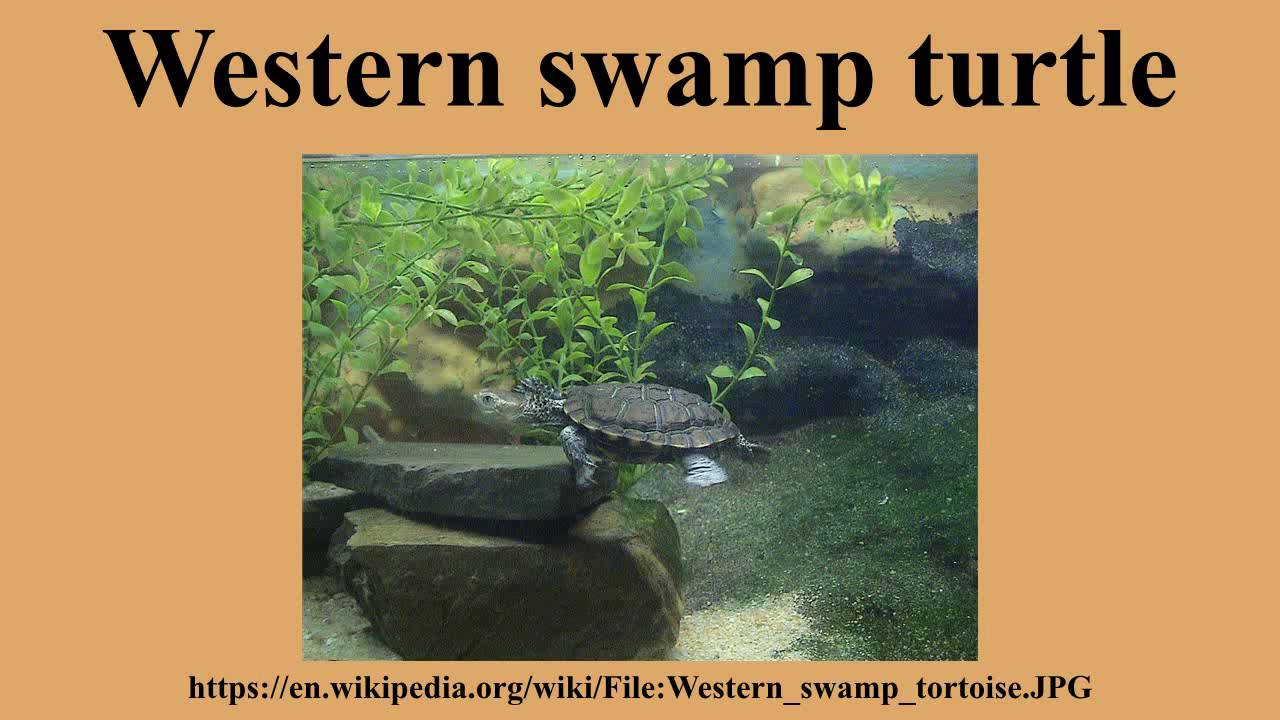 Western swamp turtle
