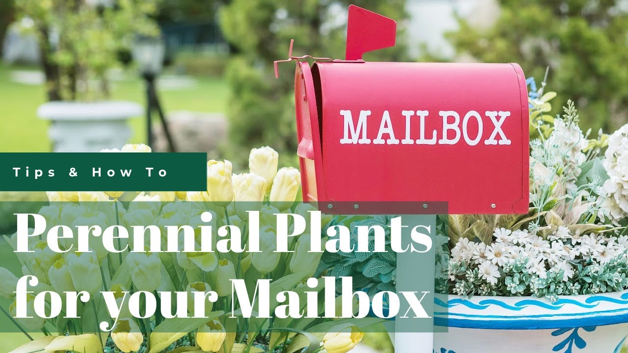 Best Perennial Plants for Your Mailbox | Fairview Garden Center