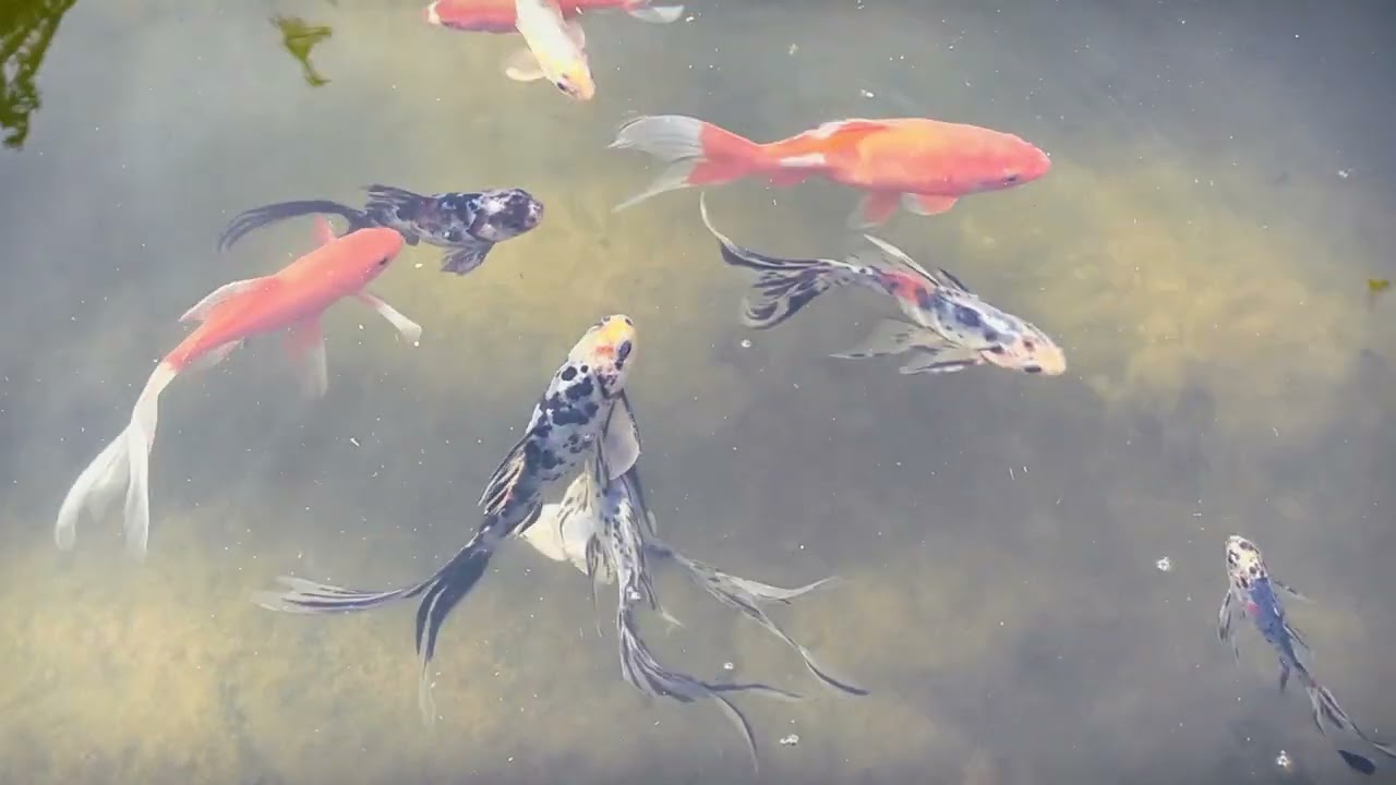 shubunkin et poissons rouge en bassin