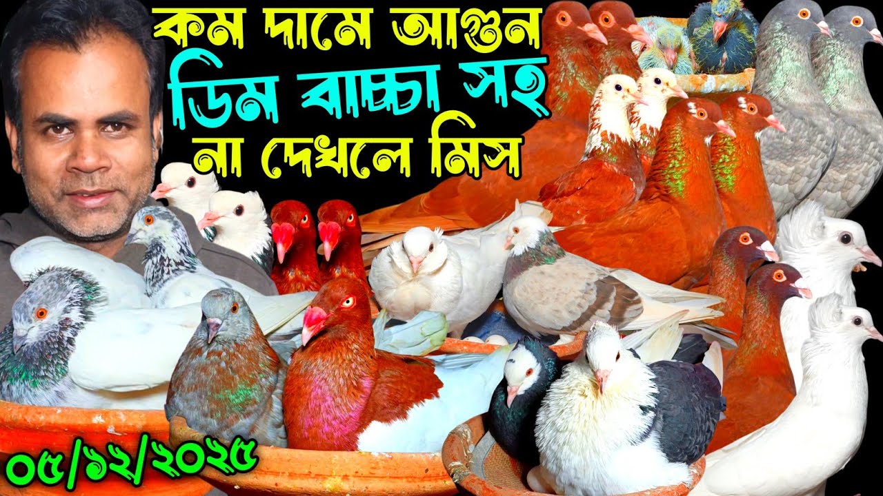 কম দামে আগুন ডিম বাচ্চা সহ না দেখলে চরম মিস ফেন্সি কবুতর রেসার কবুতর গোল্লা কবুতর গিরিবাজ কবুতর
