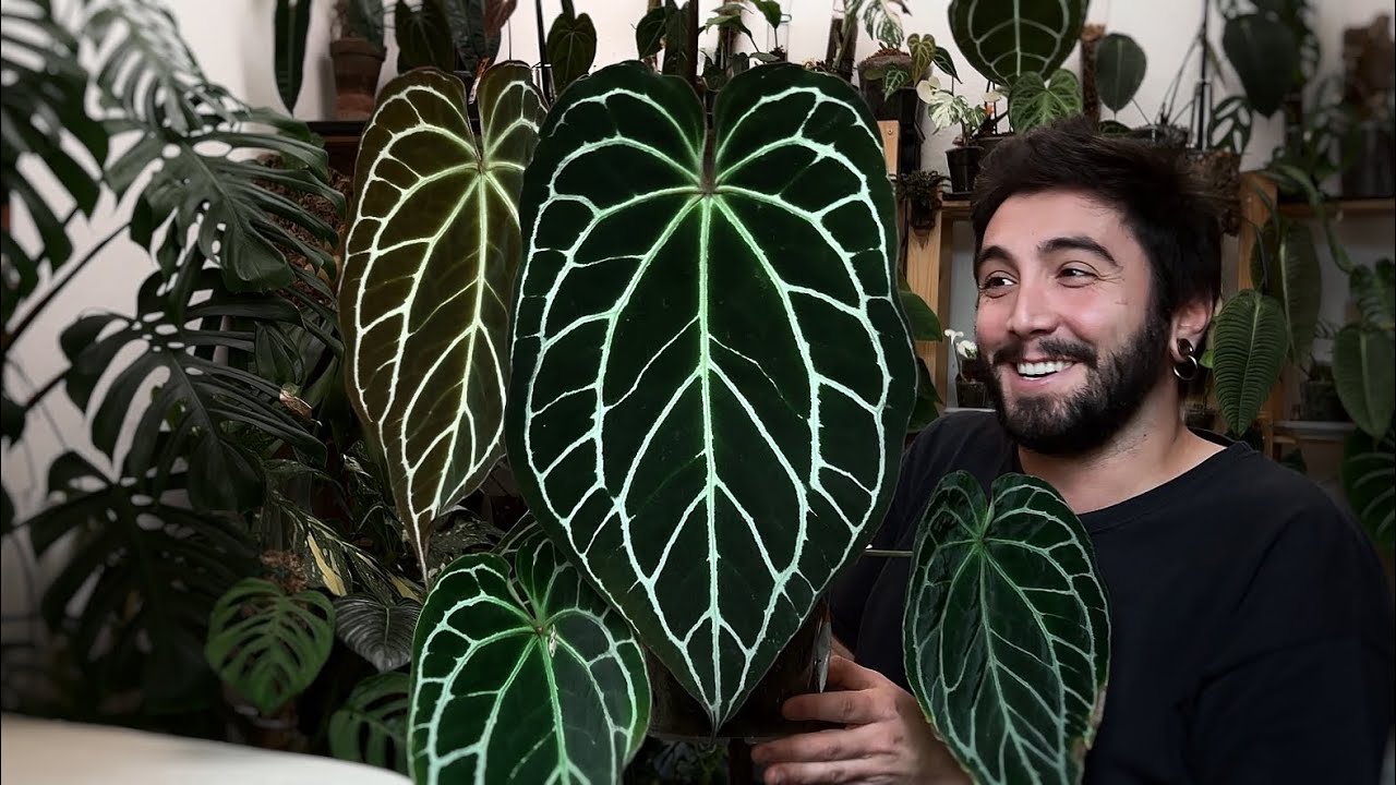 Come Acclimatare Piante Importate 🌿