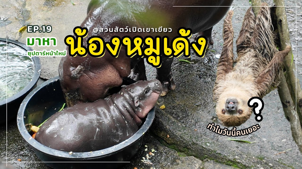EP.19 ไปหา น้องหมูเด้ง Moo Deng ลูกฮิปโปแคระ ซุปตาร์หน้าใหม่สวนสัตว์เปิดเขาเขียว #หมูเด้ง