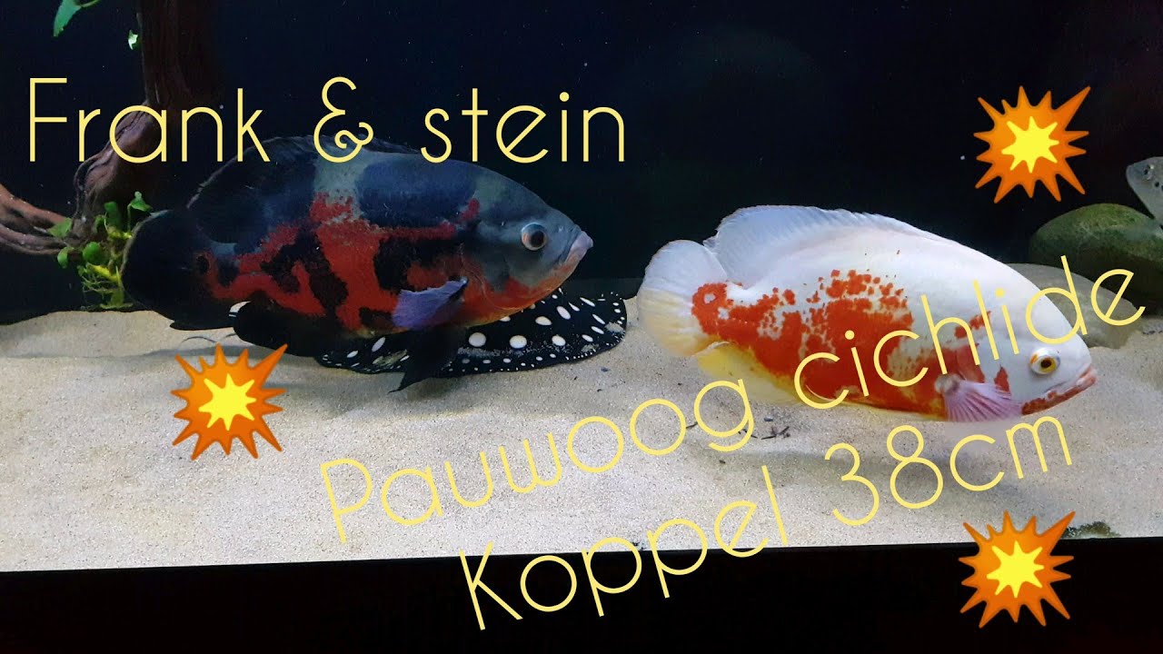 BIG Oscar fish and tankmates